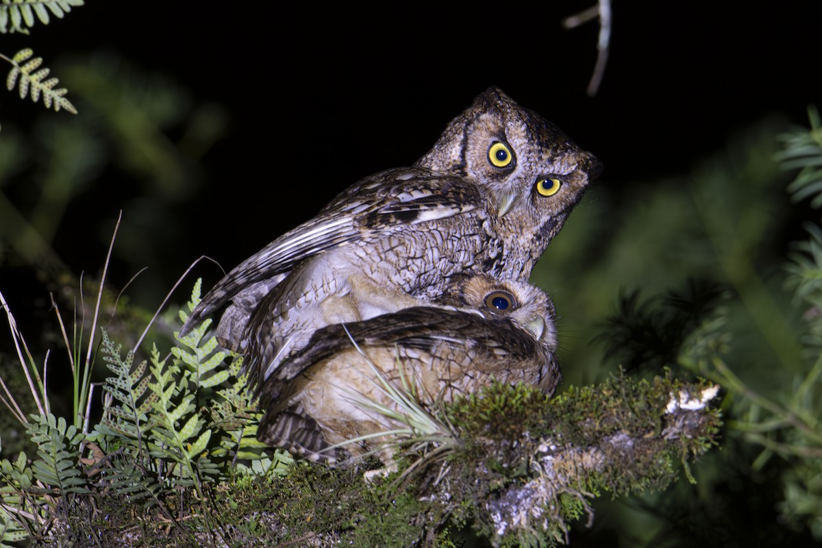 Long-tufted Screech-Owl - ML610061278
