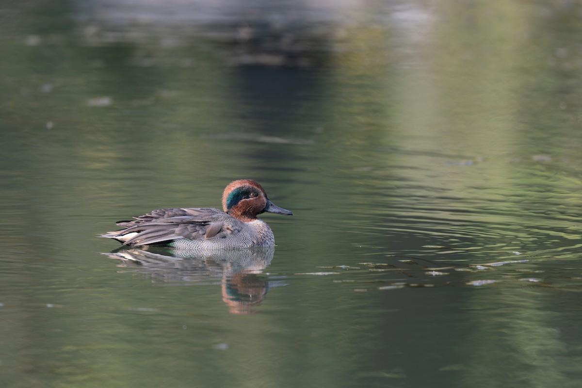 Green-winged Teal (Eurasian) - ML610061356