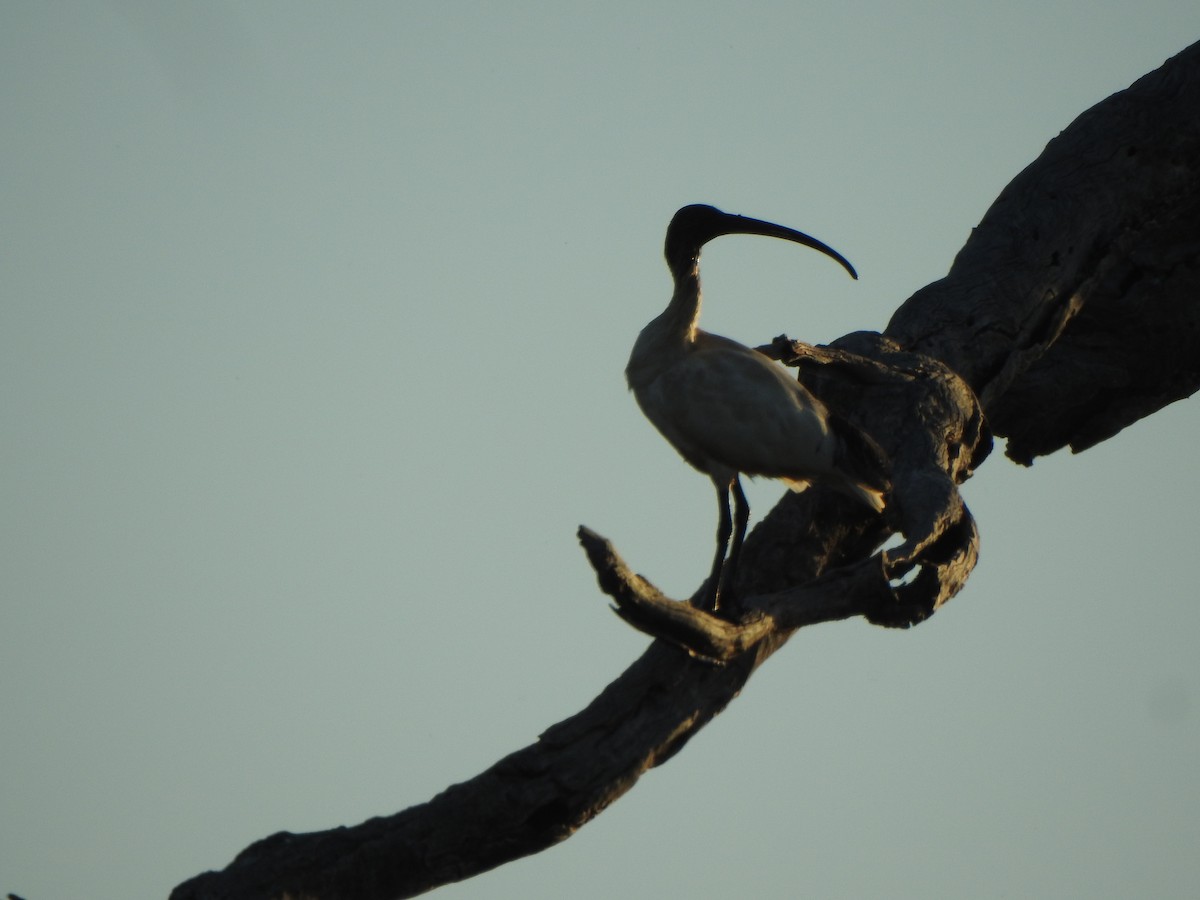 Australian Ibis - ML610061365