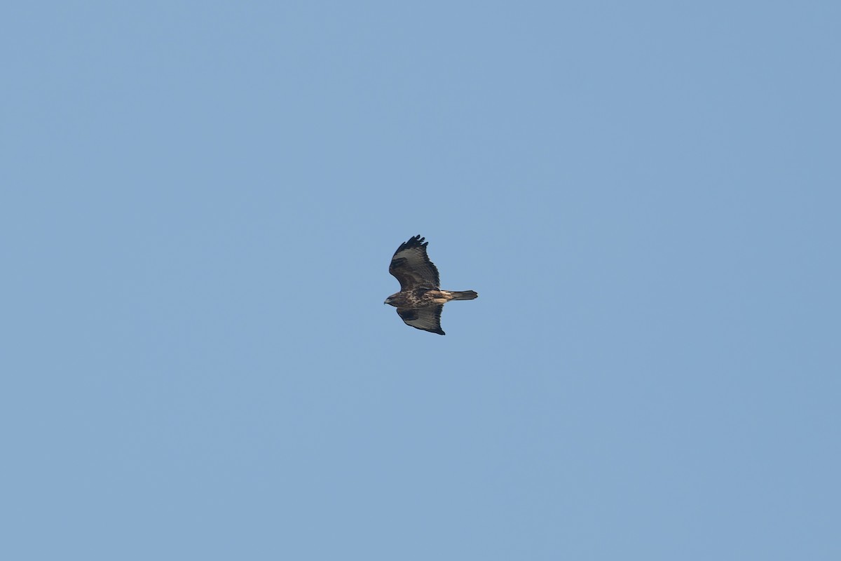 Eastern Buzzard - ML610061392