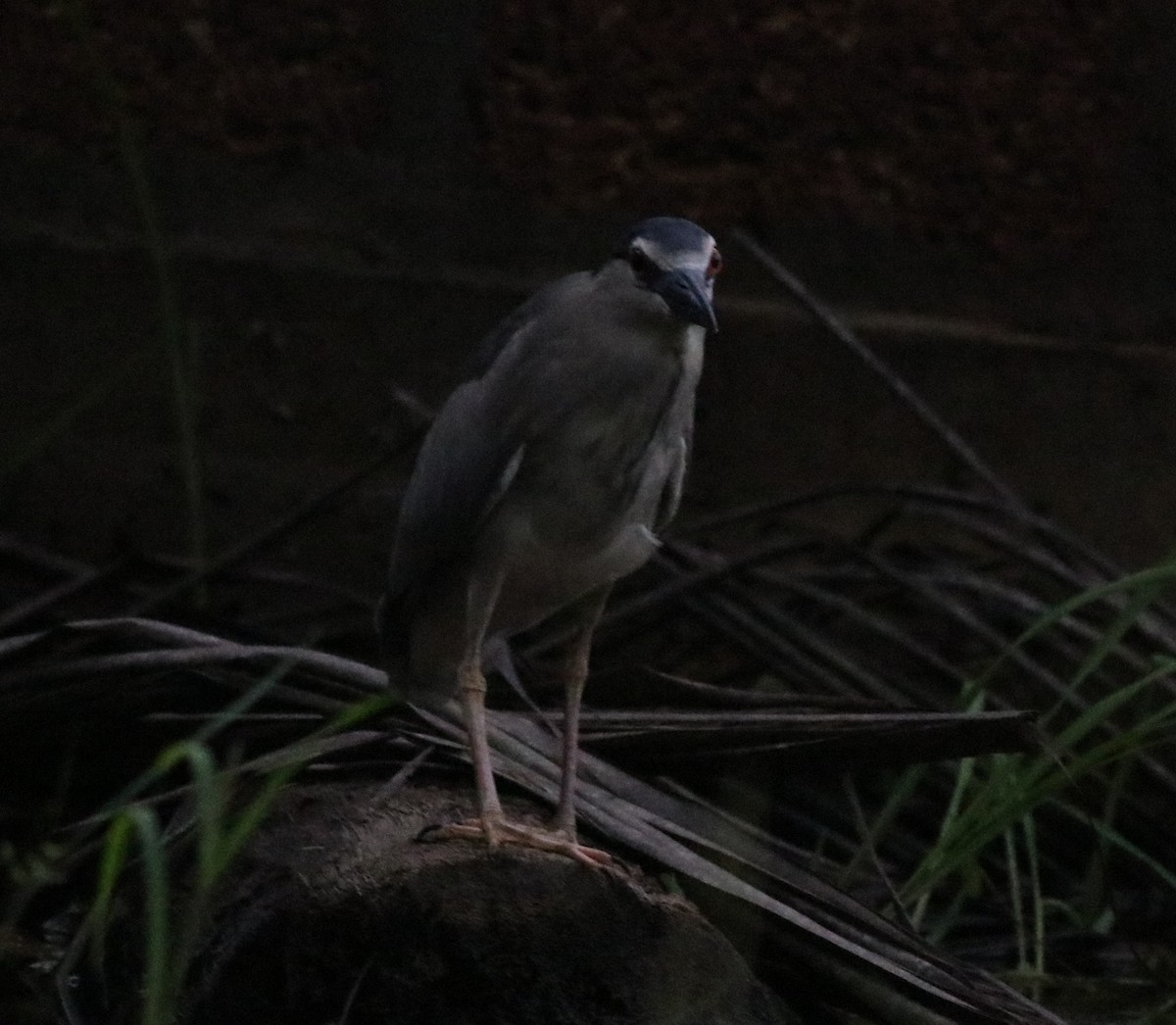 Black-crowned Night Heron - ML610061425