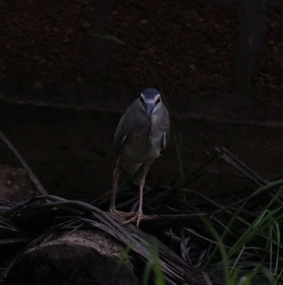 Black-crowned Night Heron - ML610061426