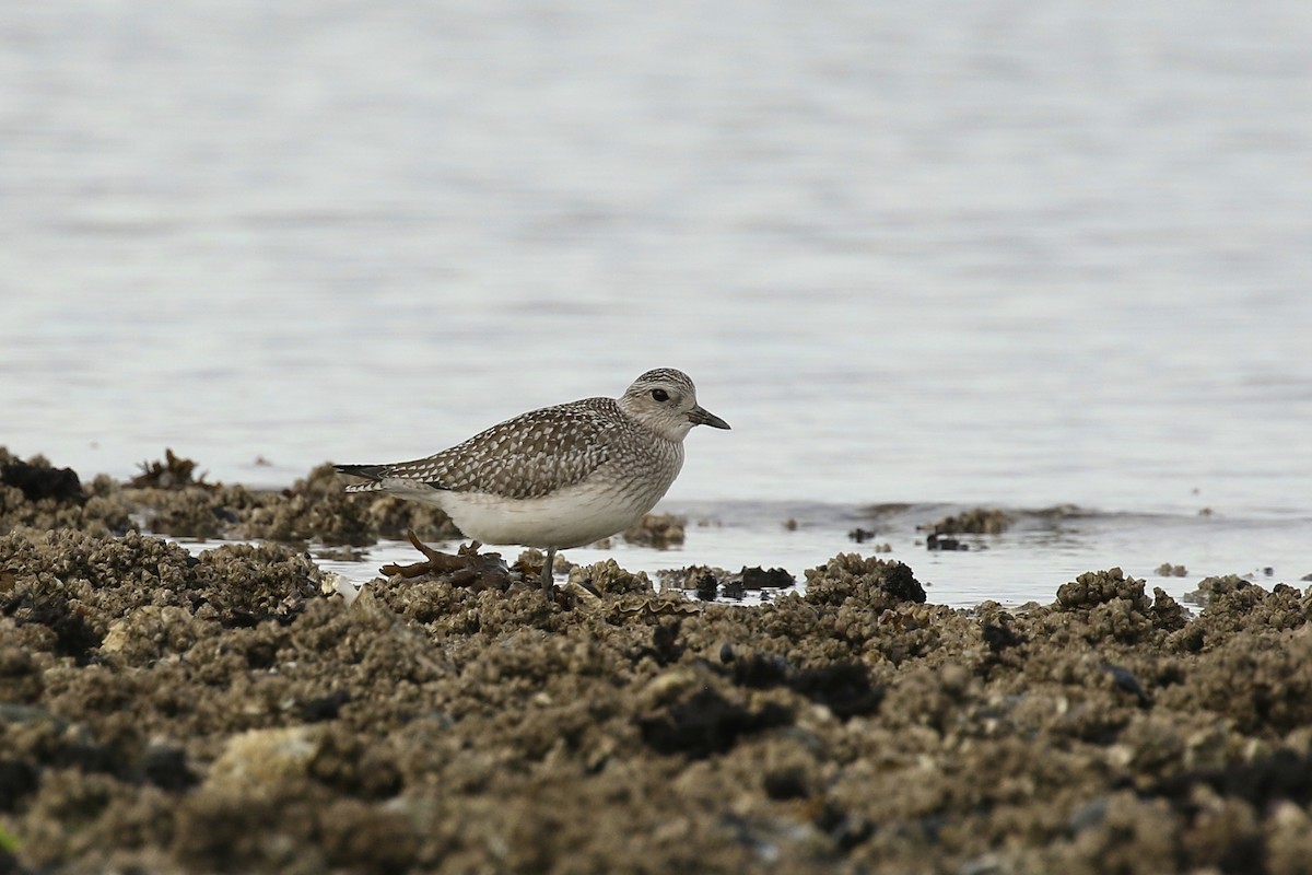 Black-bellied Plover - Russ Morgan