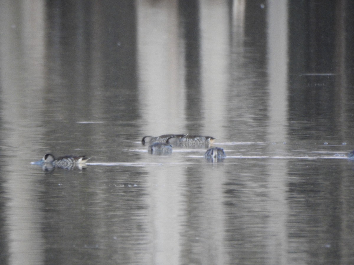 Pink-eared Duck - DS Ridley