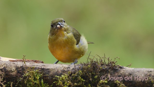 Kalın Gagalı Öfonya (melanura/crassirostris) - ML610061538