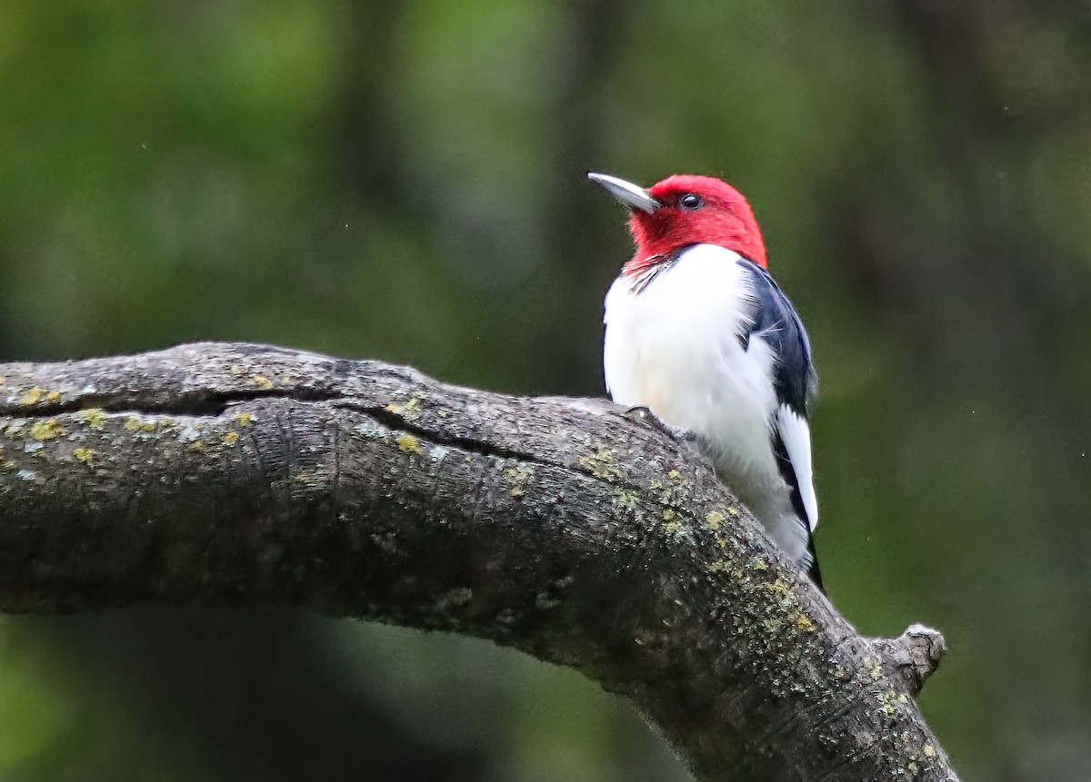 Red-headed Woodpecker - Elizabeth Winter