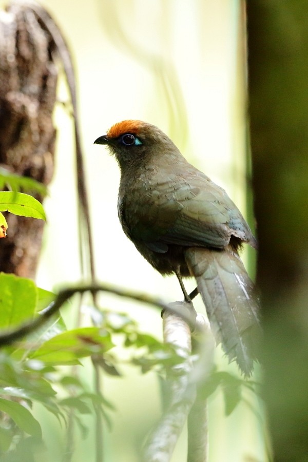 Red-fronted Coua - ML610061602