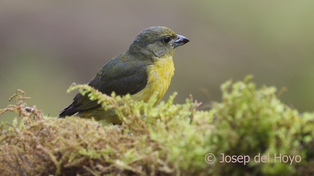 tykknebbeufonia (melanura/crassirostris) - ML610061667