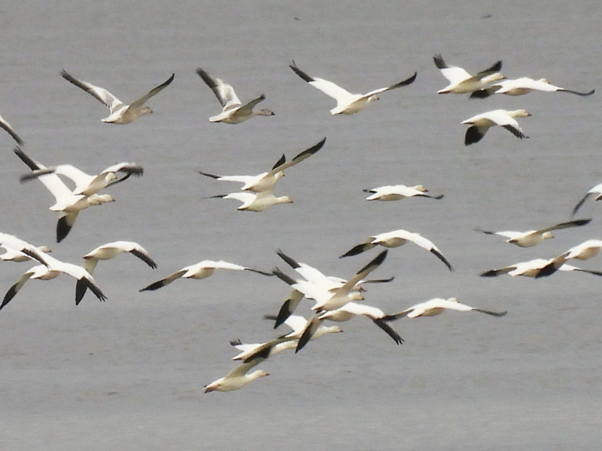 Snow Goose - ML610061675