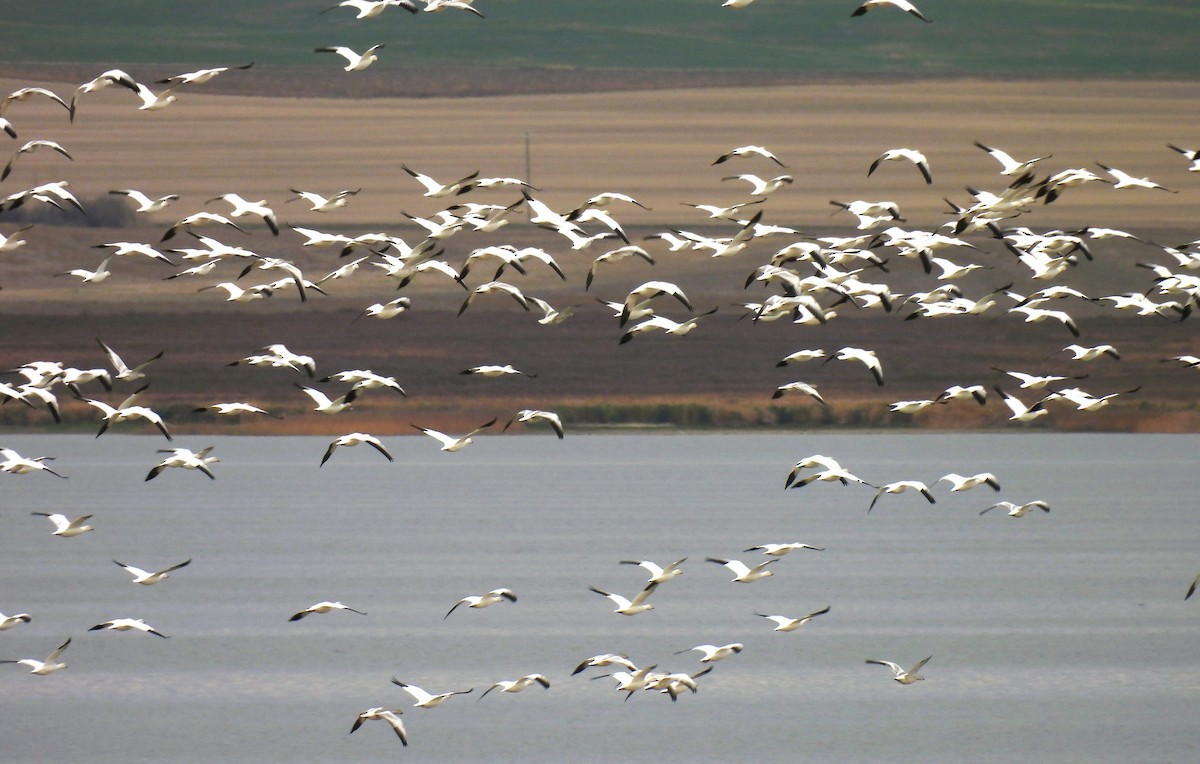 Snow Goose - ML610061676