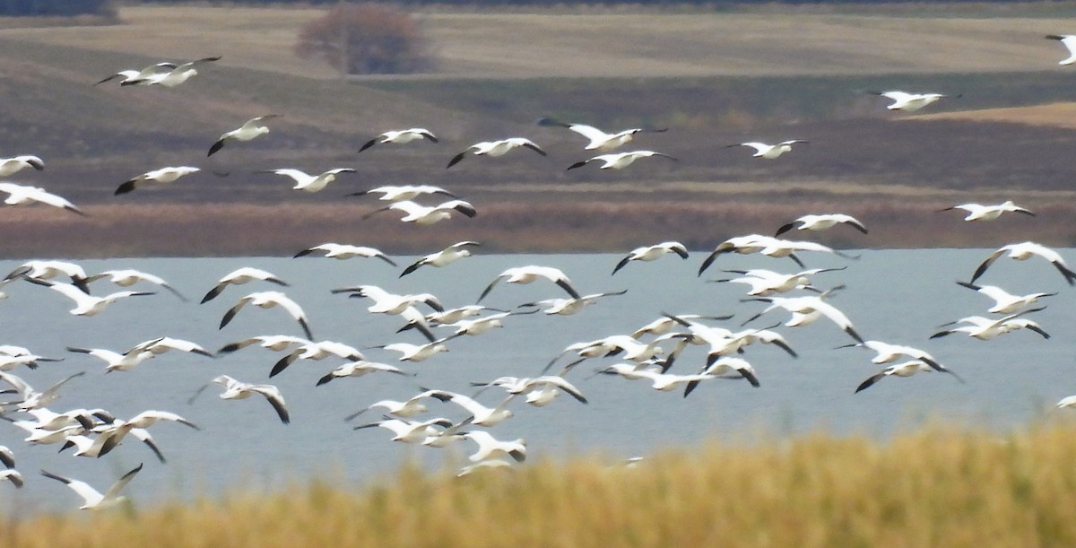 Snow Goose - ML610061677