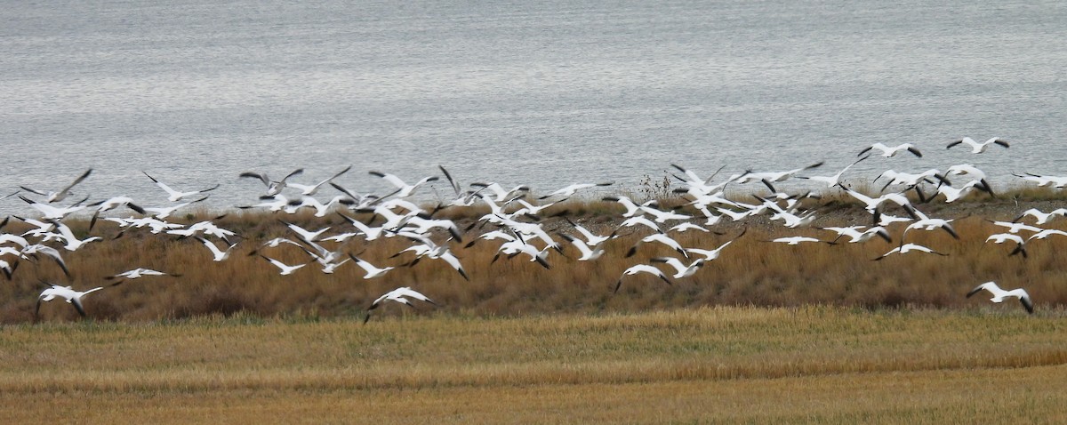 Snow Goose - ML610061678