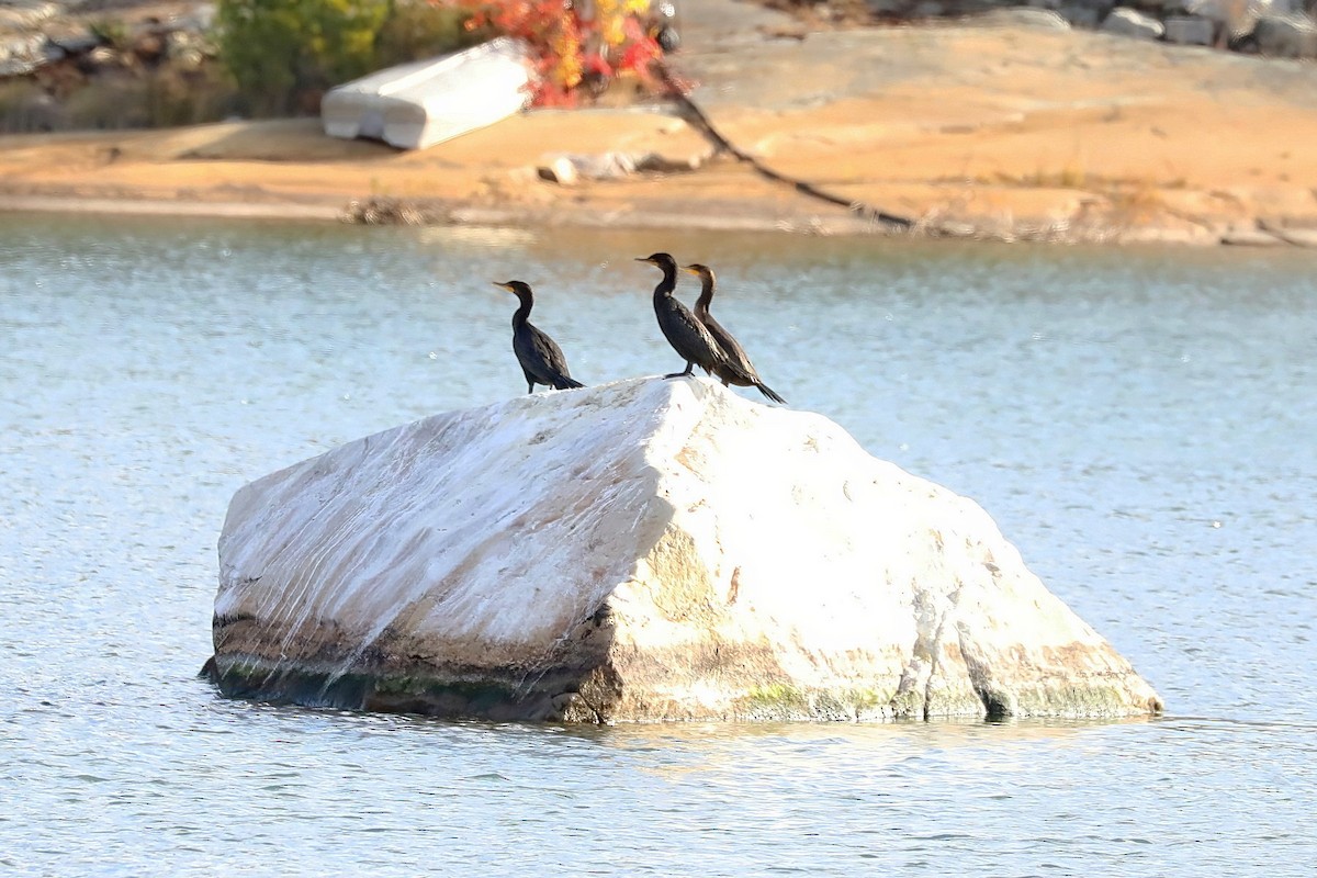 Double-crested Cormorant - ML610061712