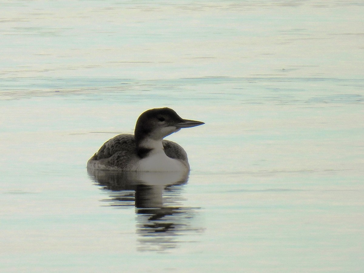 Common Loon - ML610061761