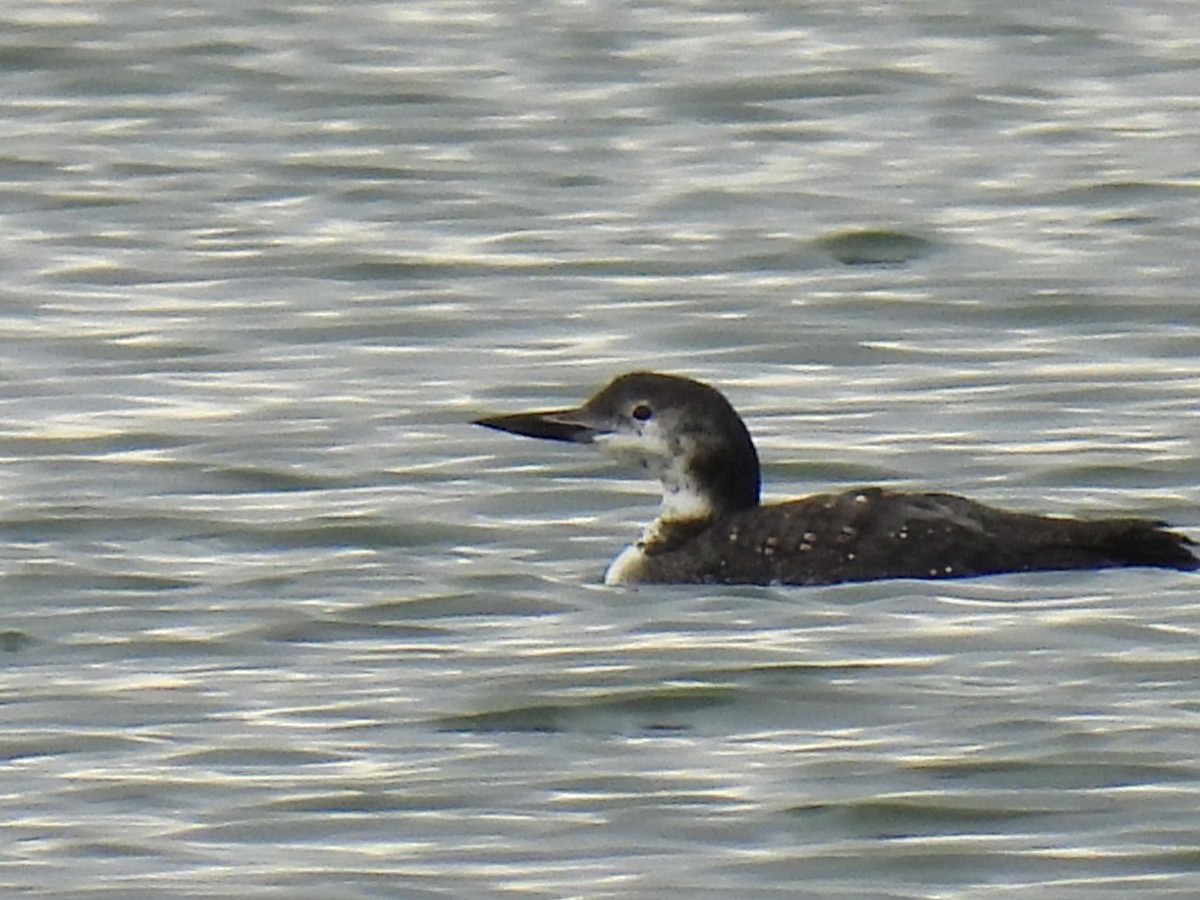 Common Loon - ML610061762