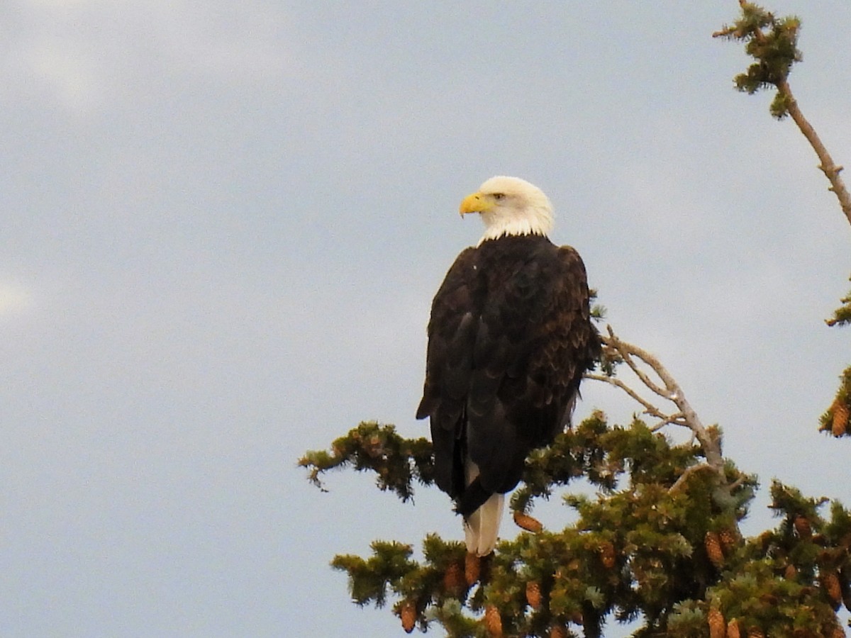 Bald Eagle - ML610061787