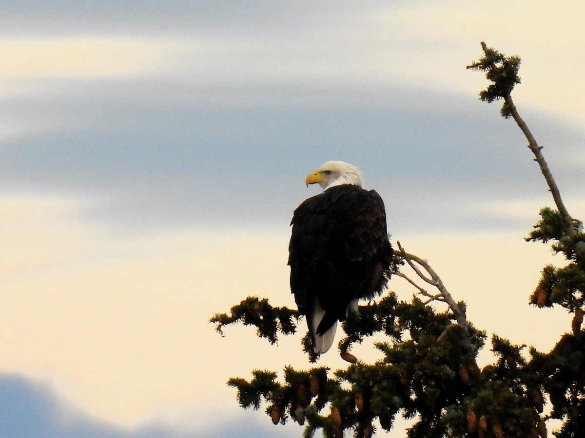 Bald Eagle - ML610061788