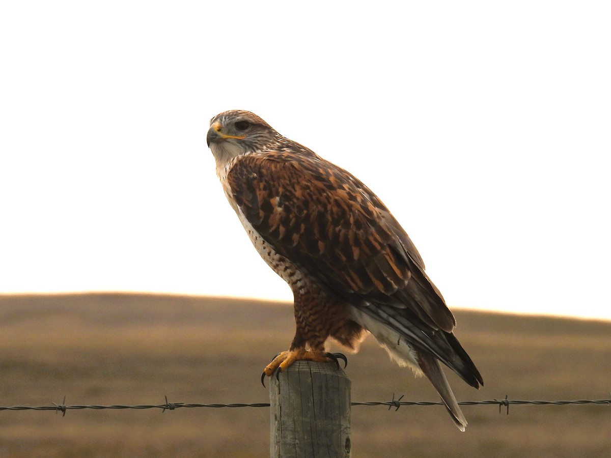 Ferruginous Hawk - ML610061793