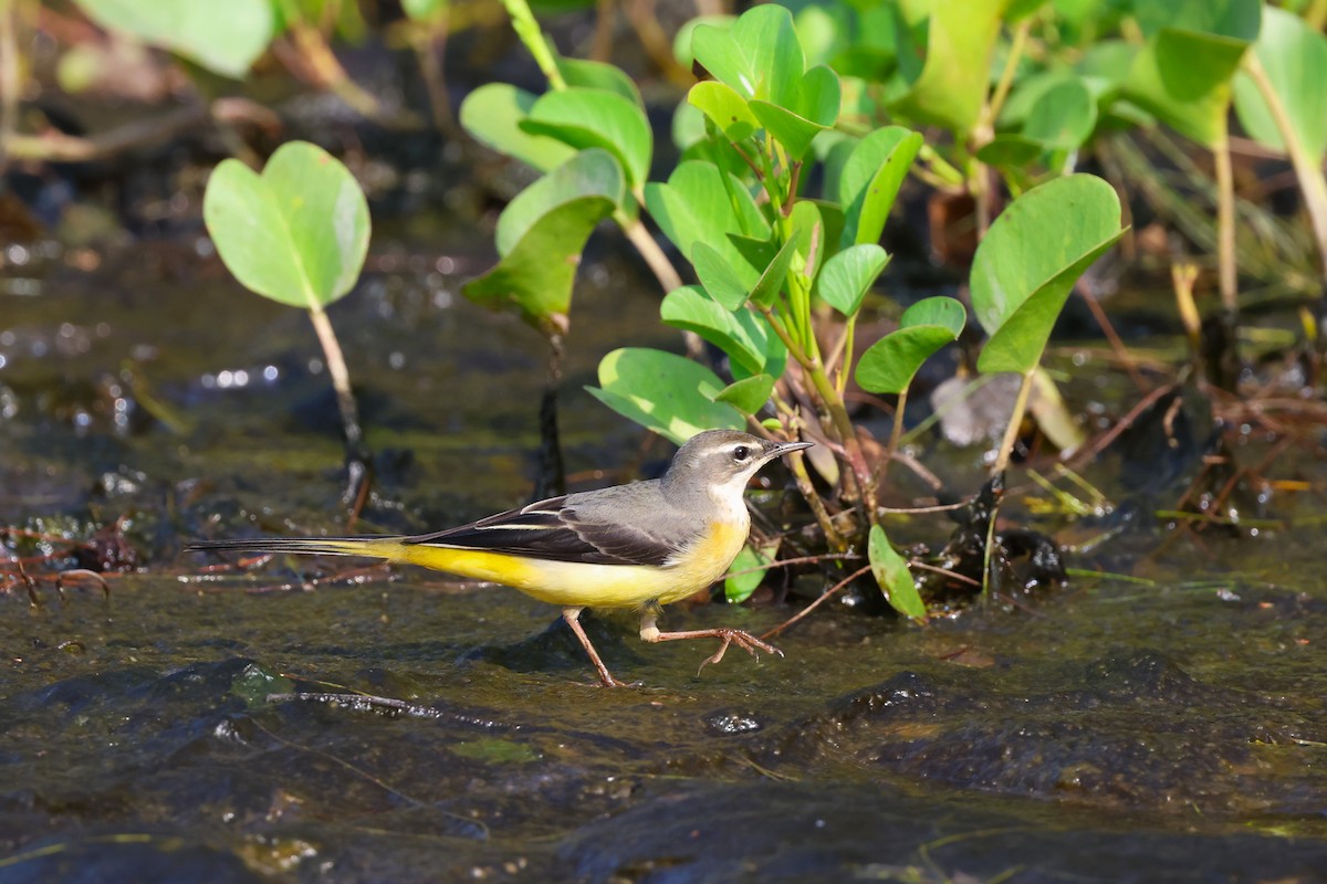 Gray Wagtail - 志民 蘇