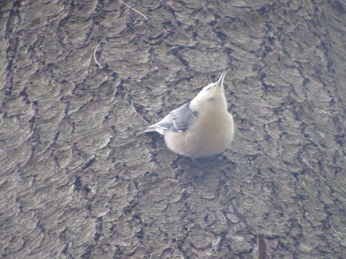 White-breasted Nuthatch - ML610061863