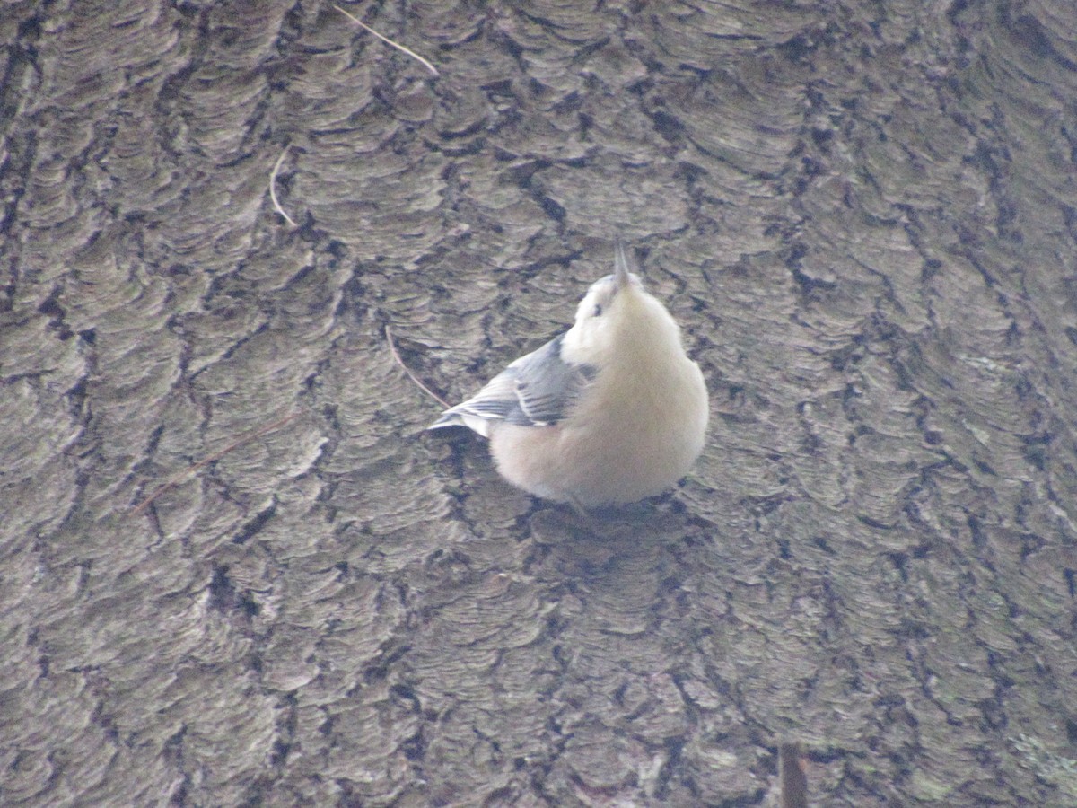 White-breasted Nuthatch - ML610061864