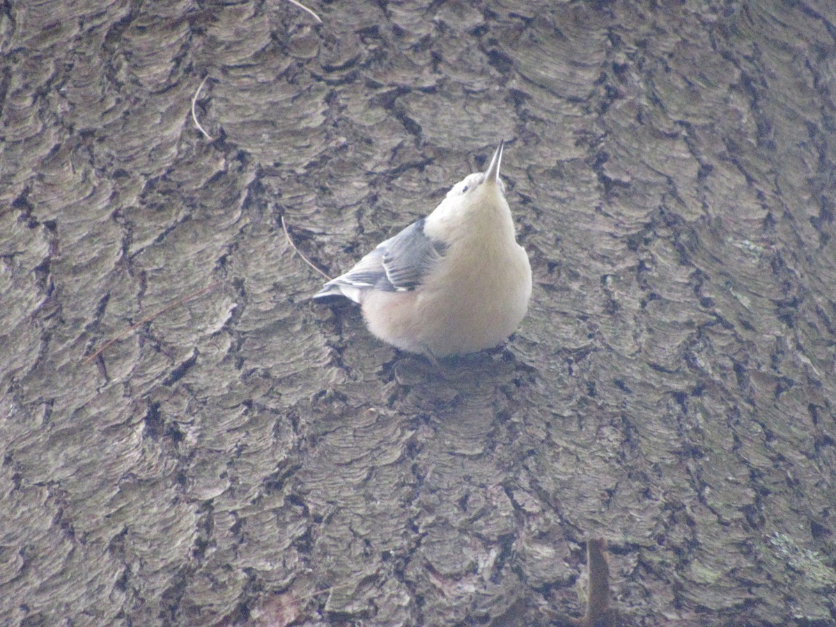White-breasted Nuthatch - ML610061866