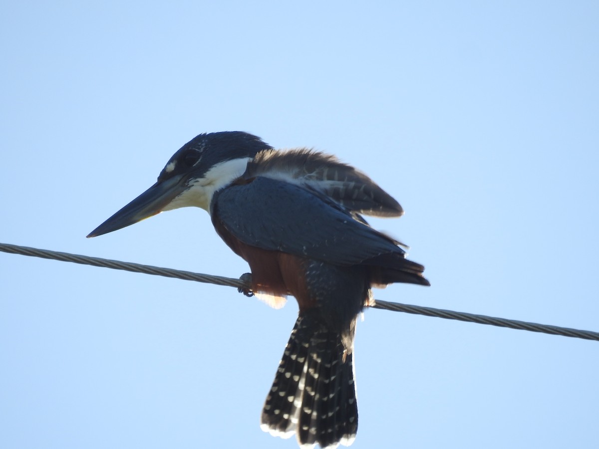 Ringed Kingfisher - ML610061902