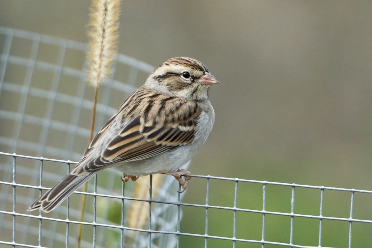 Chipping Sparrow - ML610061921