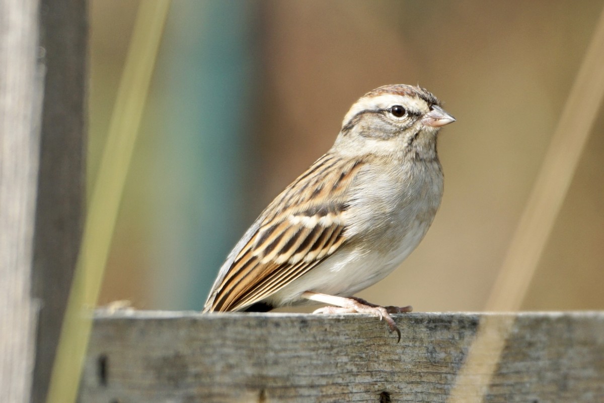 Chipping Sparrow - ML610061922