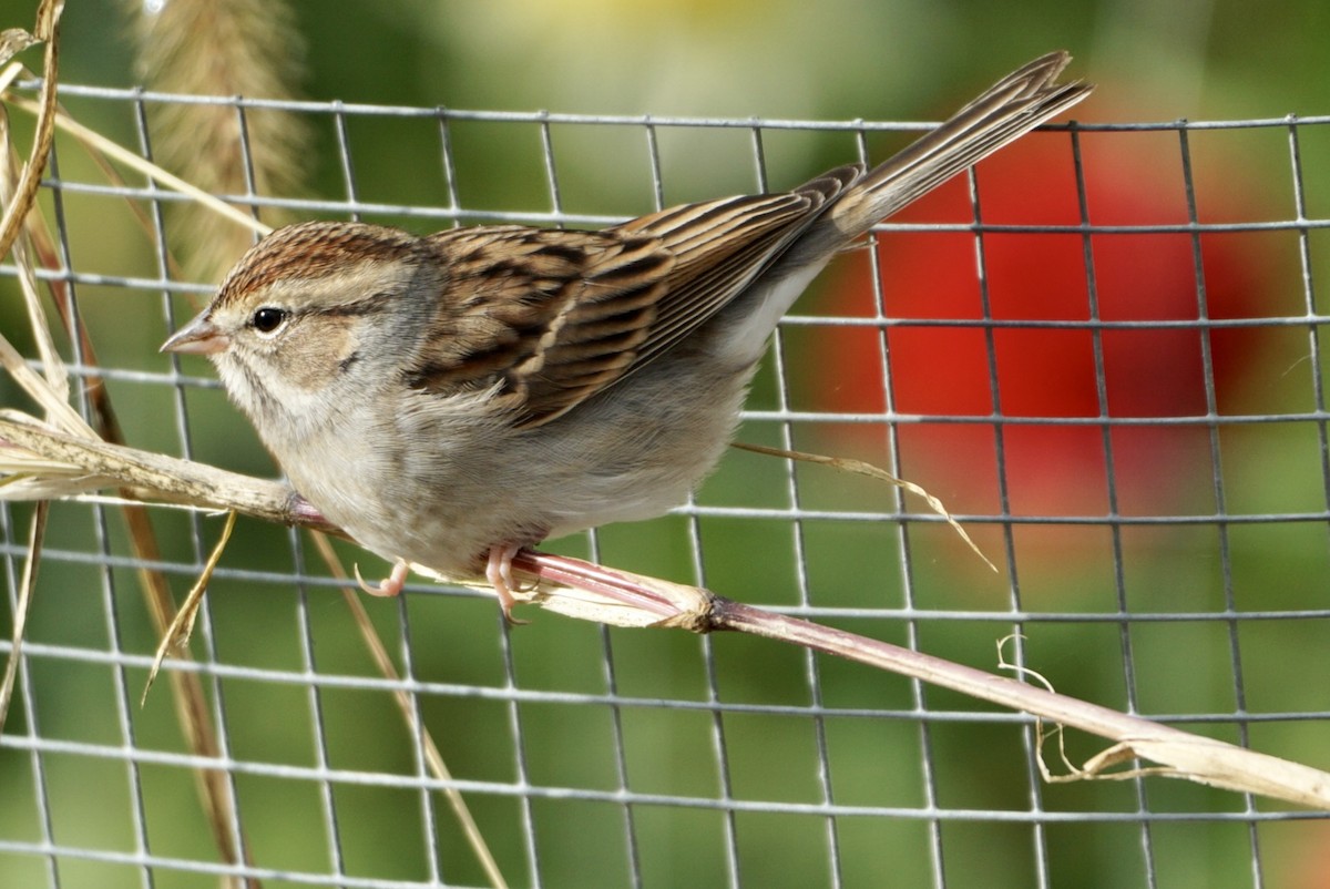 Chipping Sparrow - ML610061923