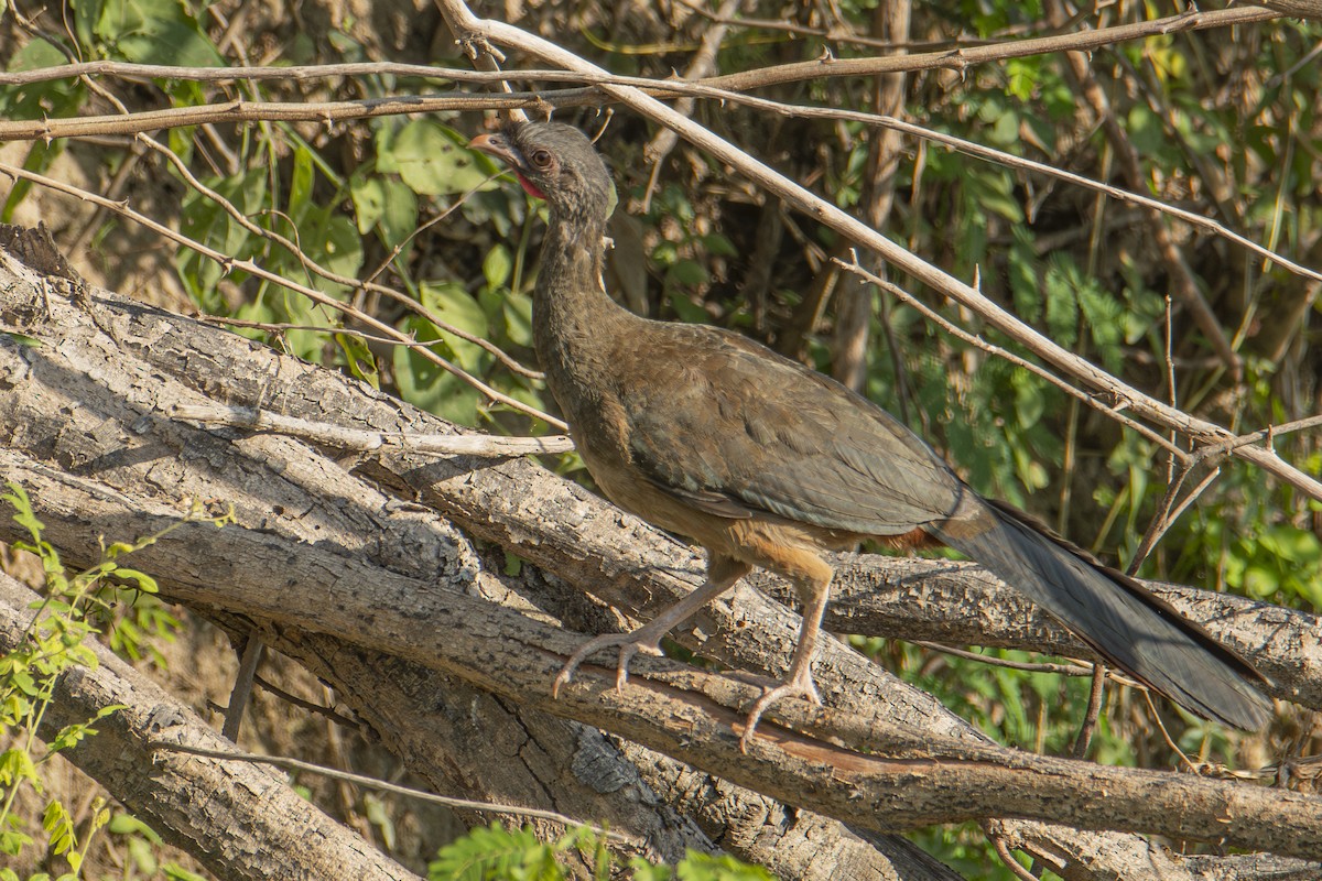 Chachalaca Charata - ML610062003