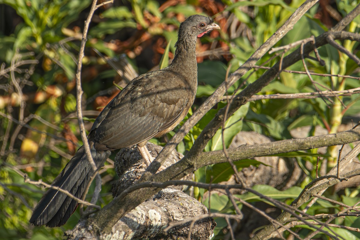 Chaco Chachalaca - ML610062004