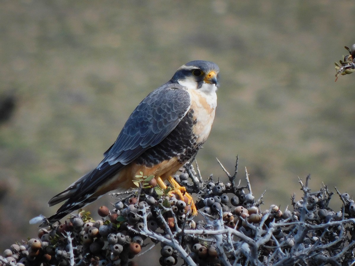 Aplomado Falcon - ML610062038