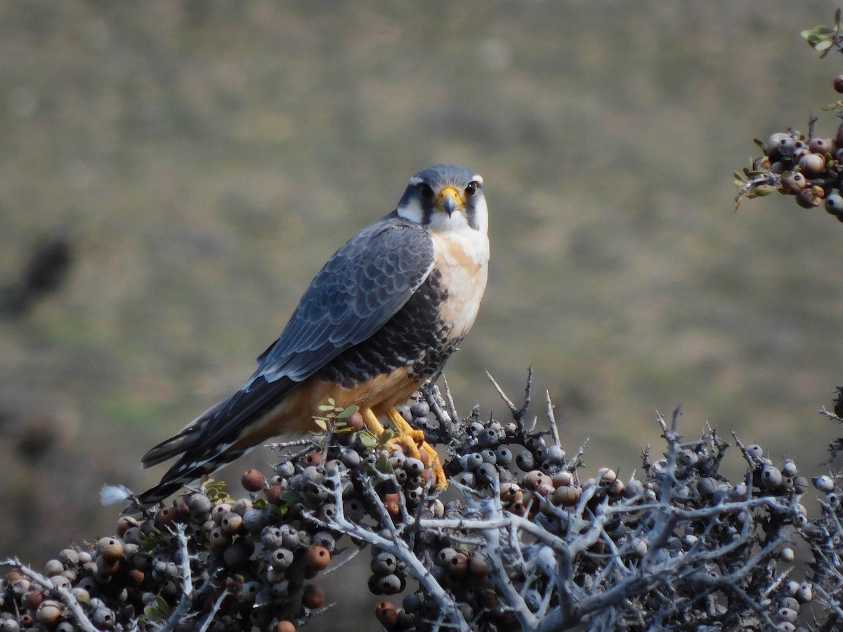 Aplomado Falcon - ML610062039
