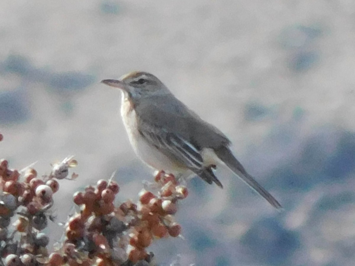 Gray-bellied Shrike-Tyrant - ML610062048
