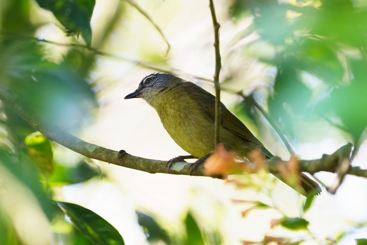 Stripe-cheeked Greenbul - Reece Dodd