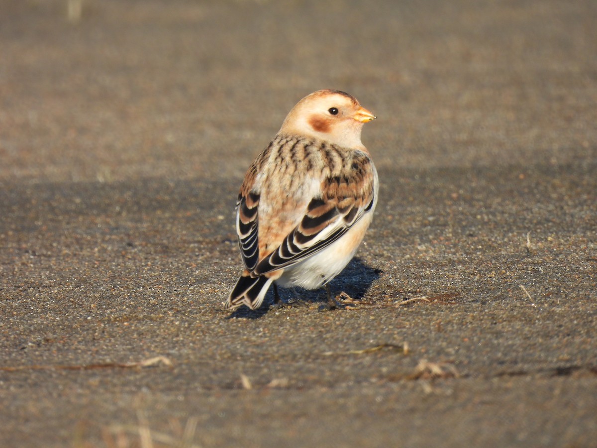 Snow Bunting - Dany Caouette
