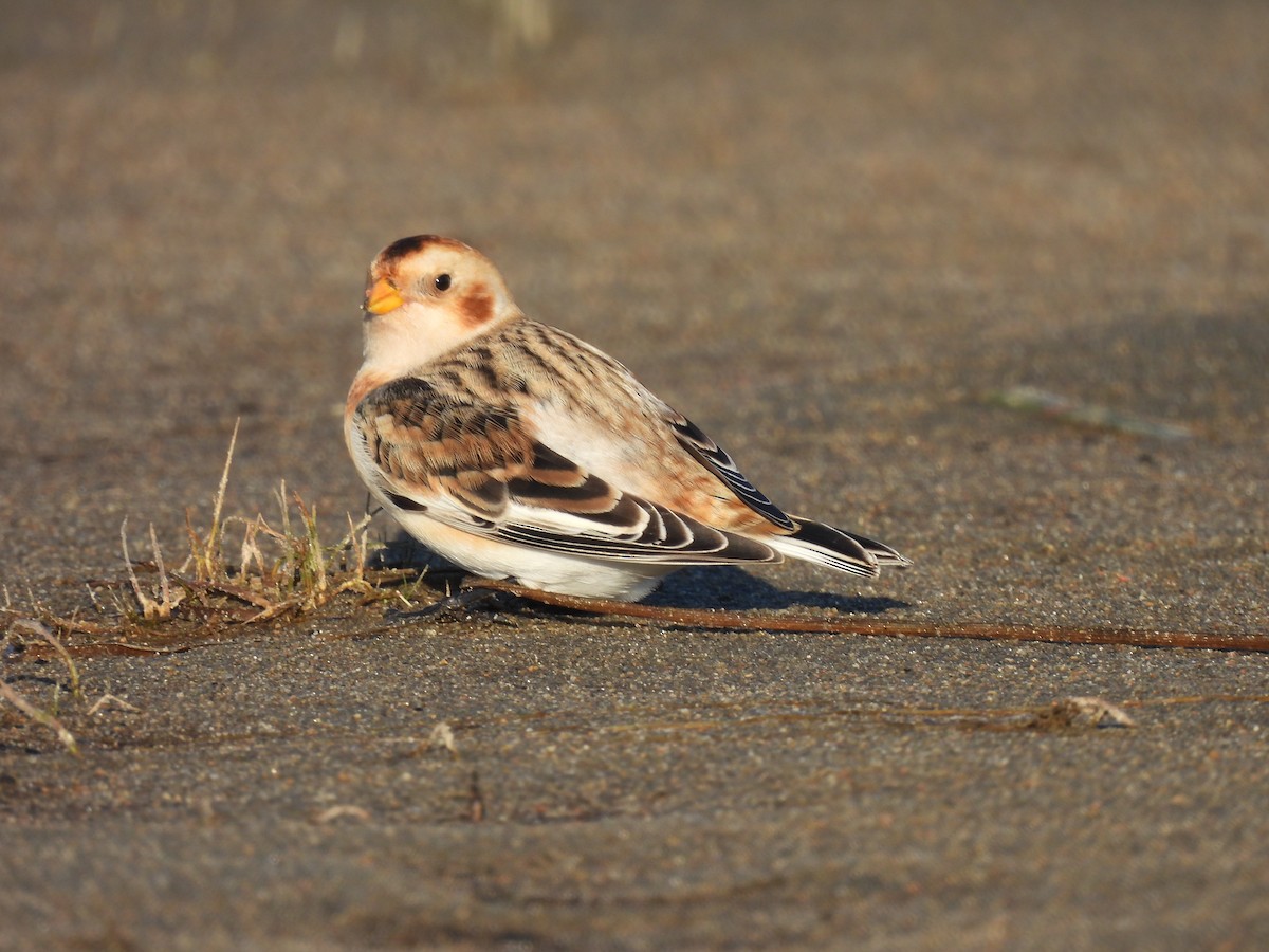 Snow Bunting - Dany Caouette