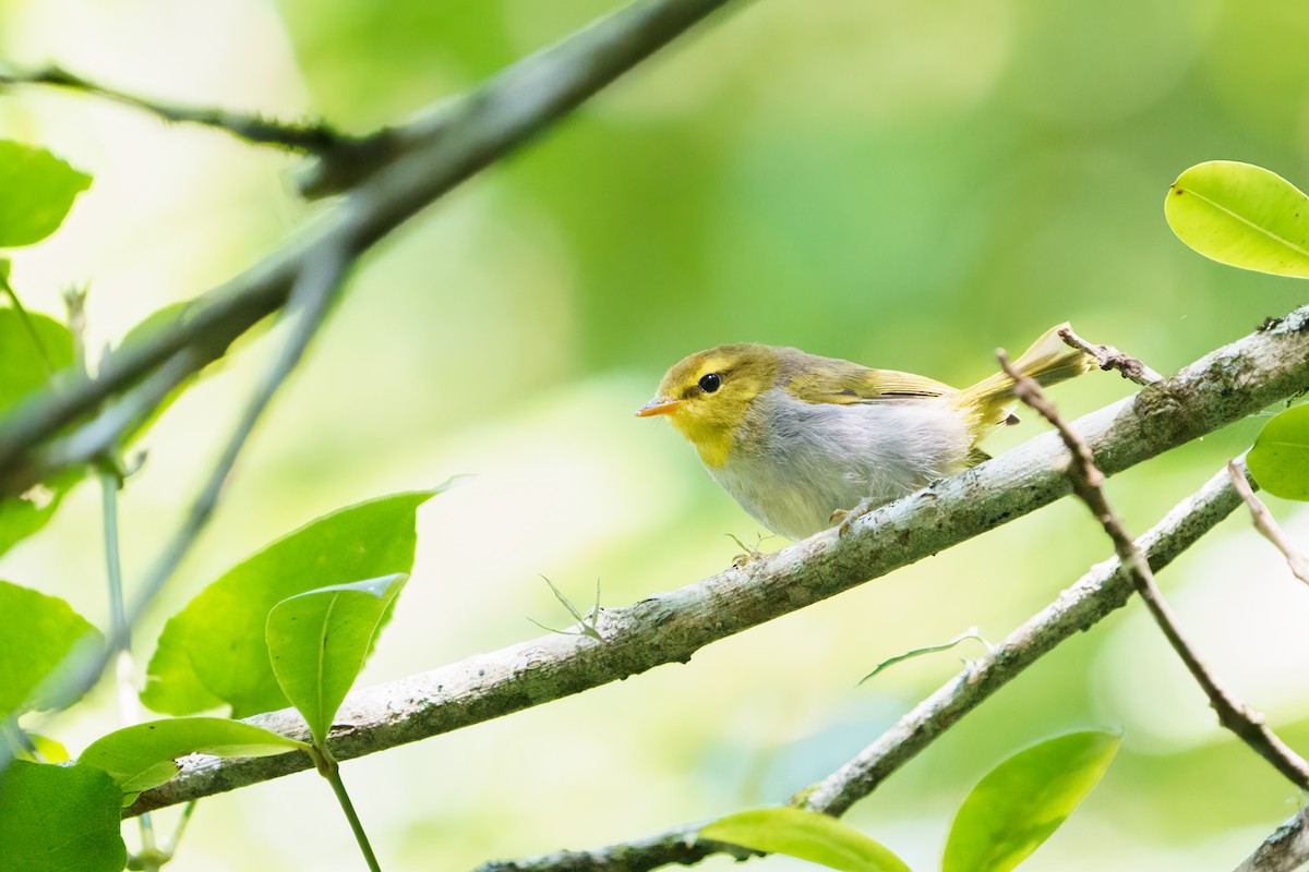 Yellow-throated Woodland-Warbler - Reece Dodd