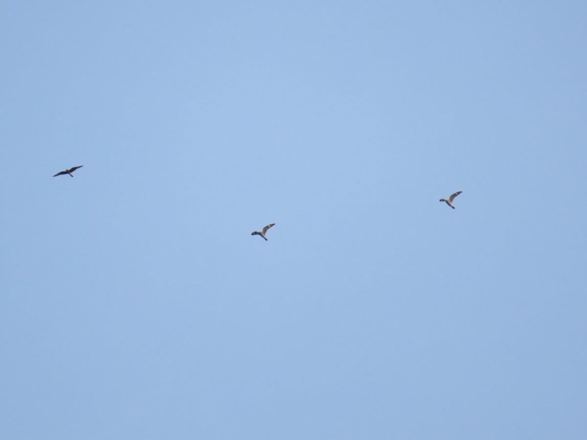 Common Nighthawk - ML610062120