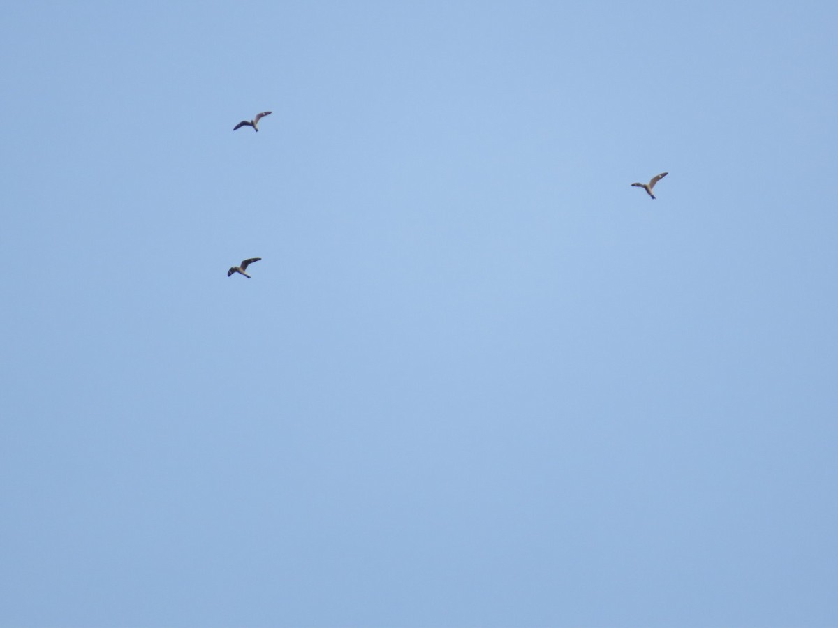 Common Nighthawk - ML610062121