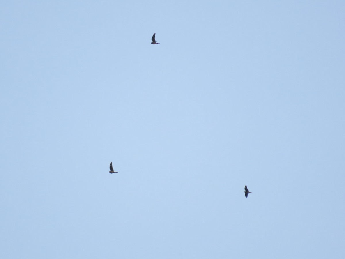 Common Nighthawk - Luis Espinosa