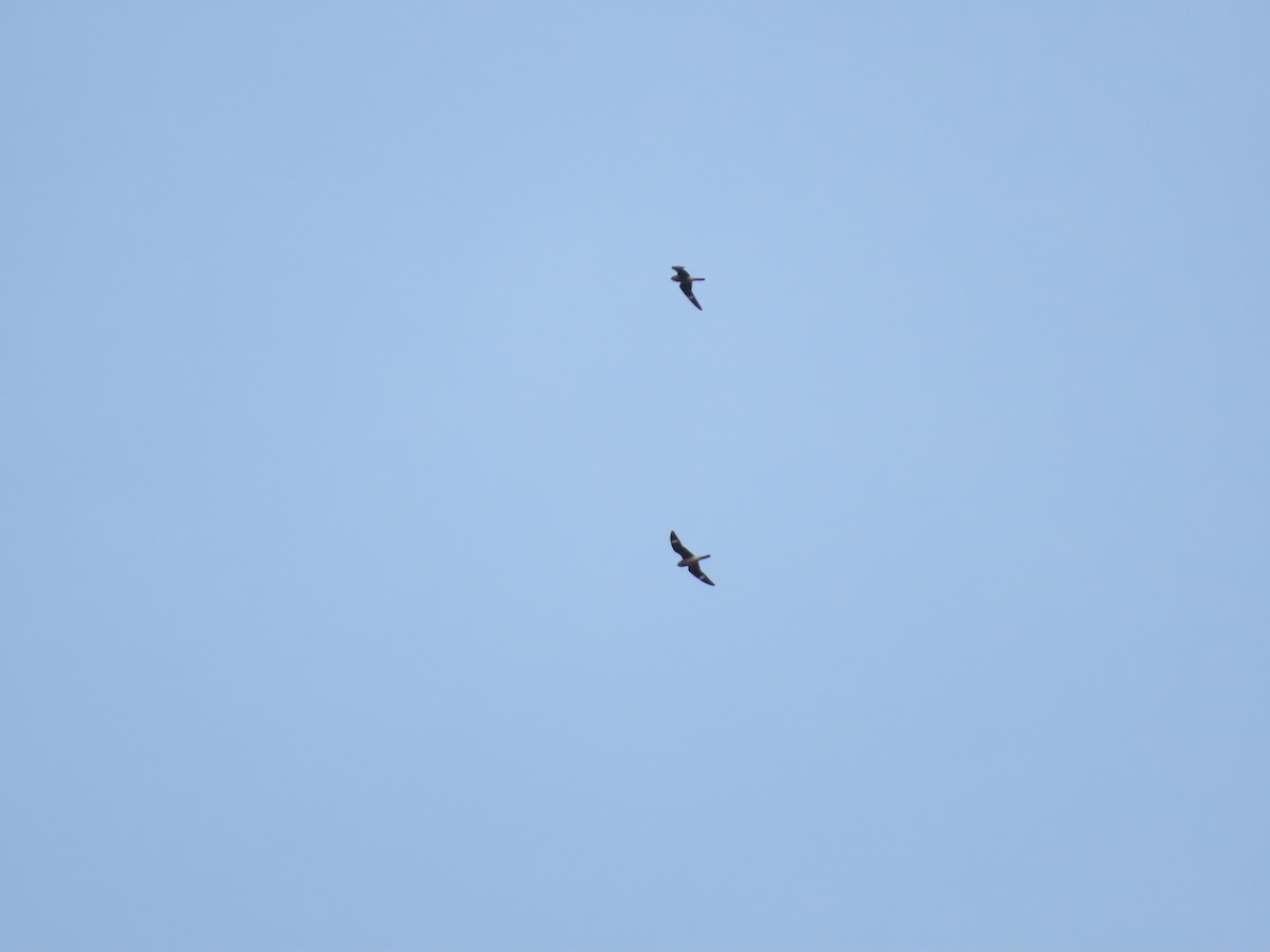 Common Nighthawk - ML610062123