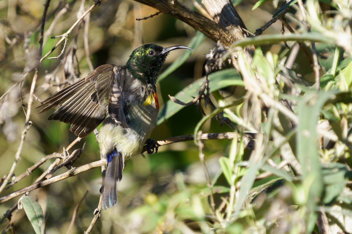 Eastern Miombo Sunbird - ML610062134