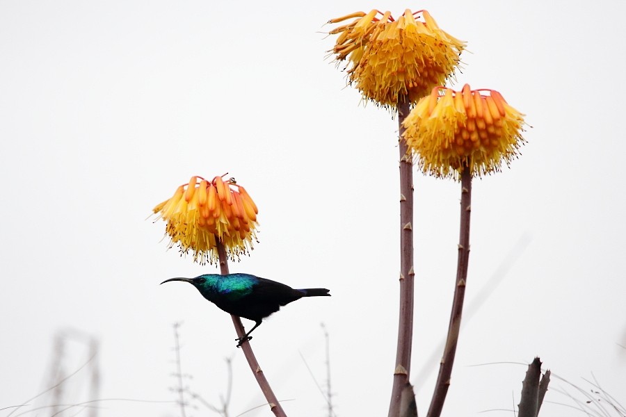 Malagasy Sunbird - ML610062136