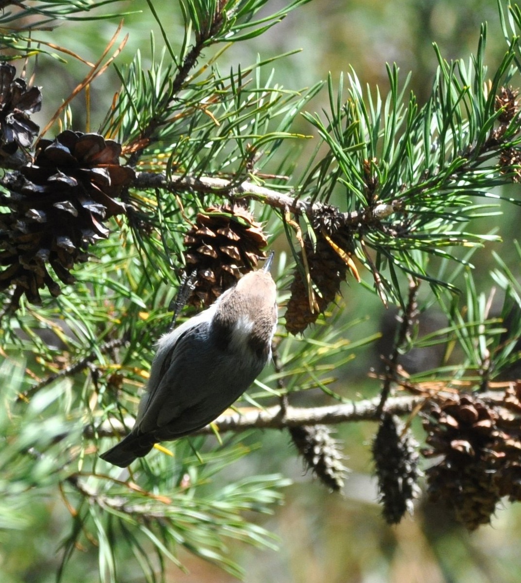 Brown-headed Nuthatch - ML610062188