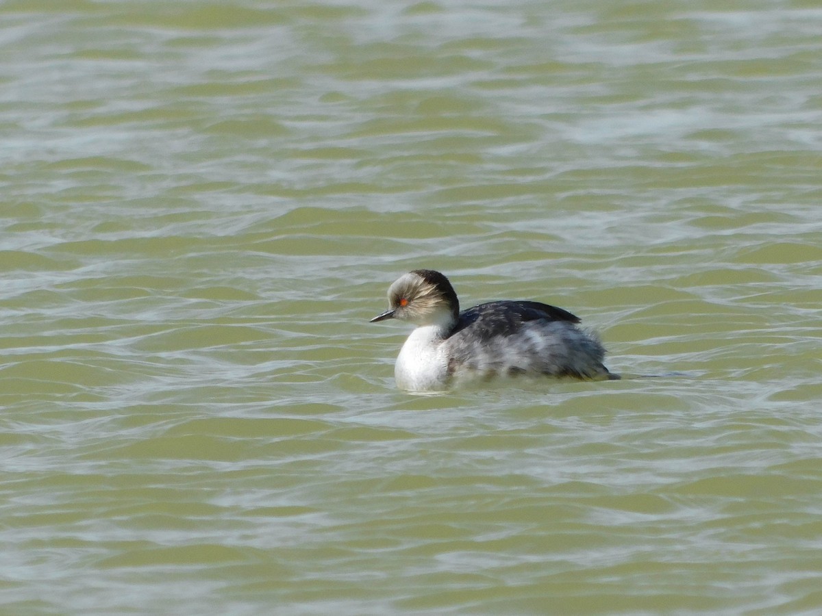 Silvery Grebe (Patagonian) - ML610062189