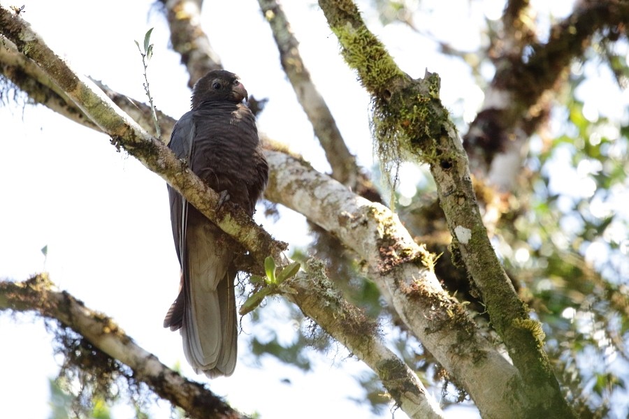 Lesser Vasa Parrot - ML610062195