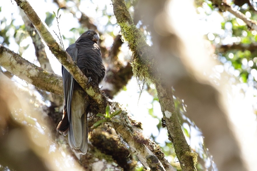 Lesser Vasa Parrot - ML610062196