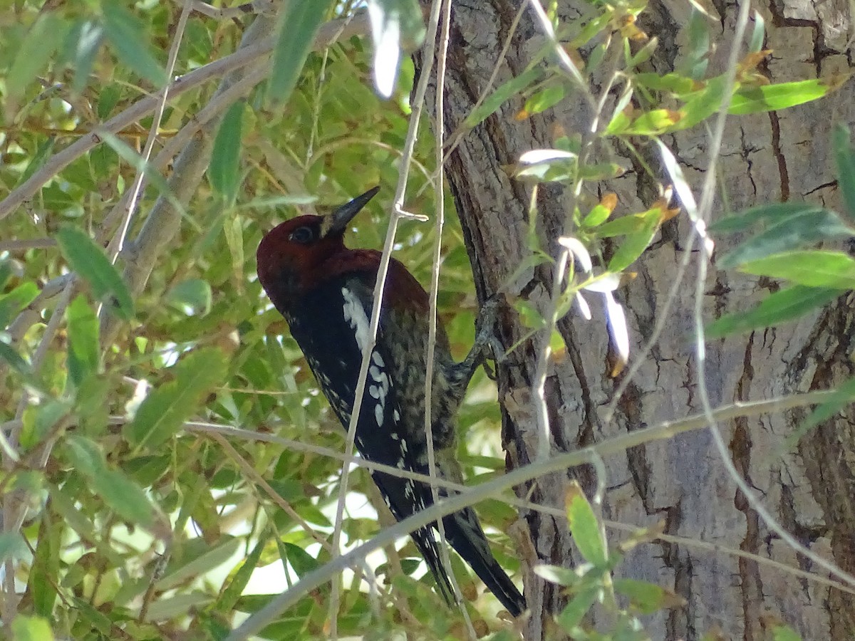 Red-breasted Sapsucker (ruber) - Chris Howard